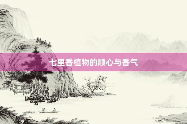 七里香植物的顺心与香气