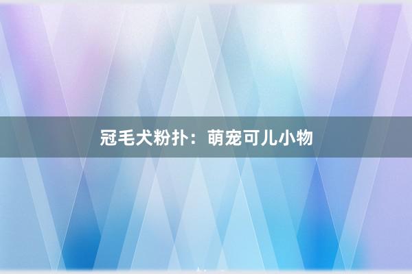 冠毛犬粉扑：萌宠可儿小物